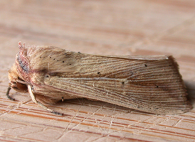 Many-lined Wainscot